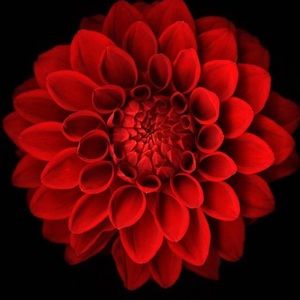 Meet your Posher, Chloe